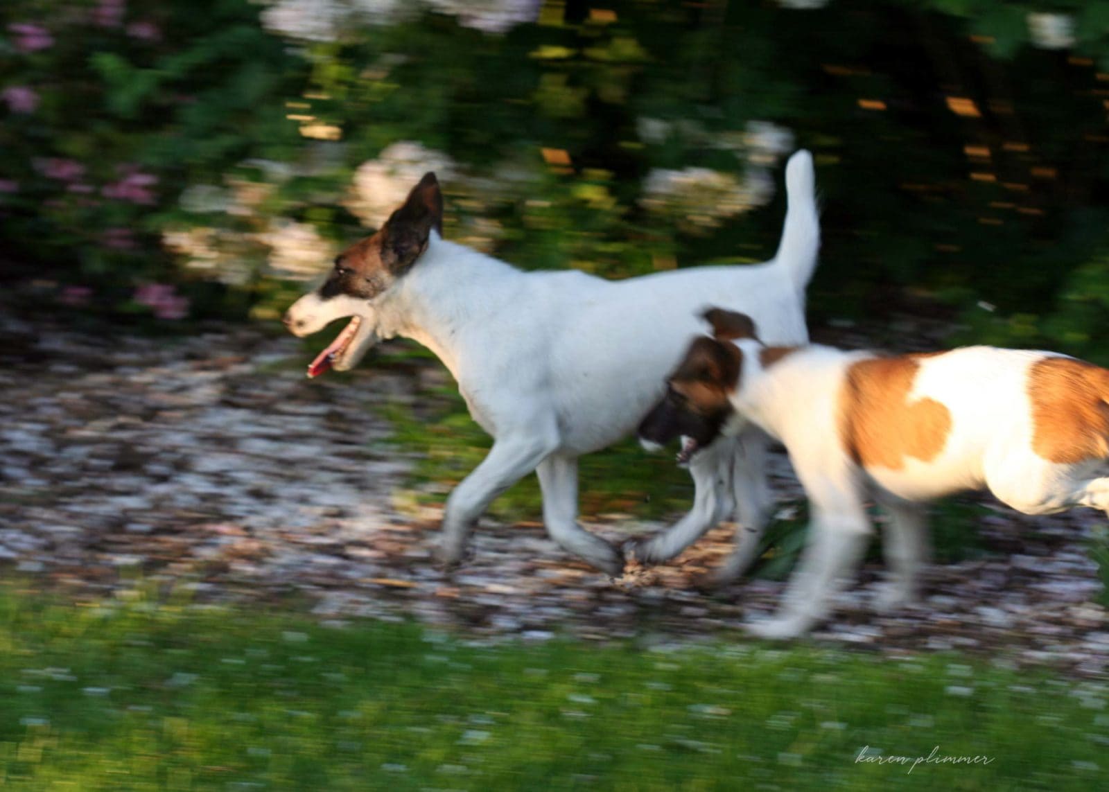 Alaska-and-Roxy-smooth-fox-terriers running across garden