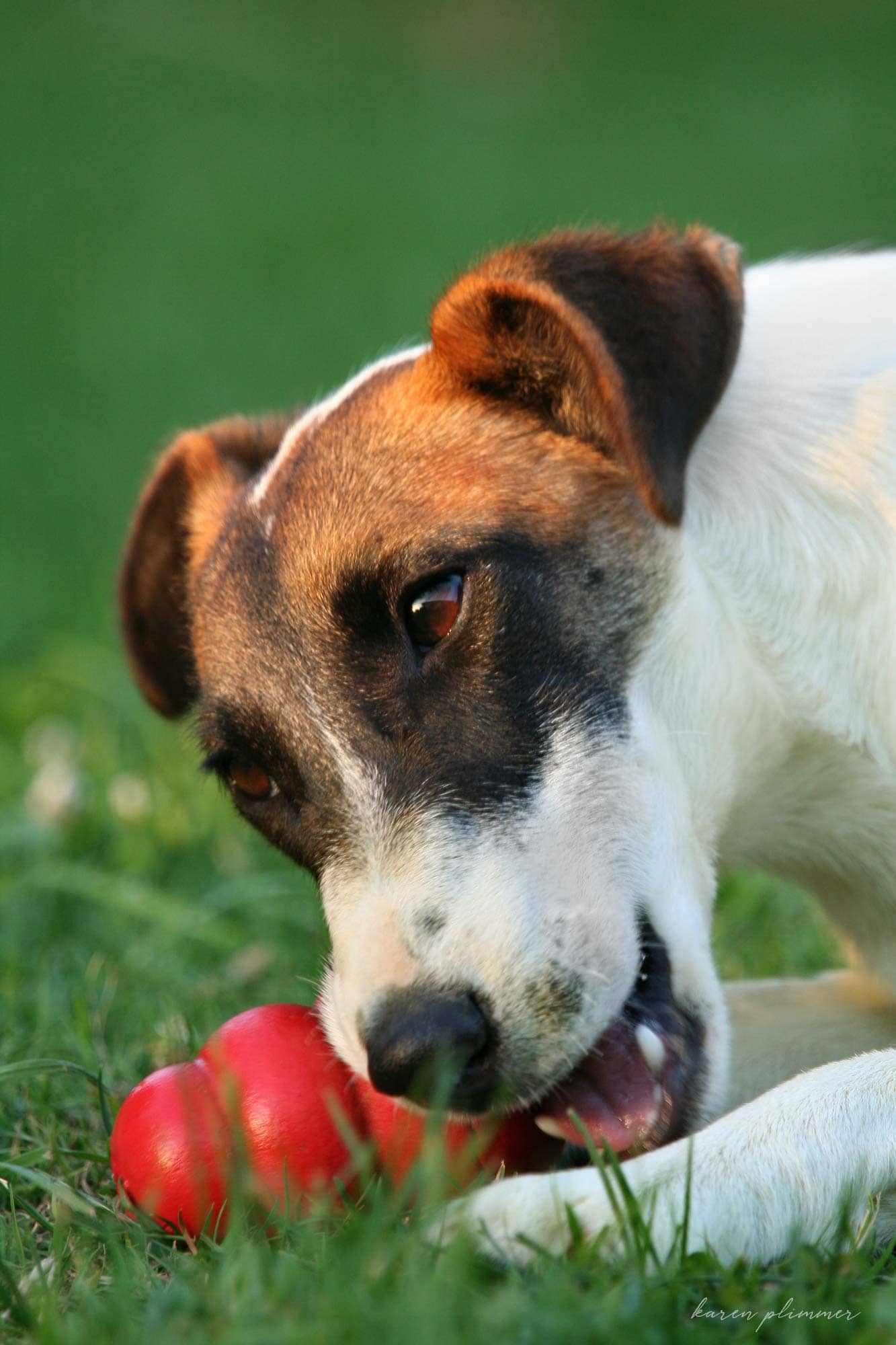 Alaska- smooth fox terrier chewing red kong