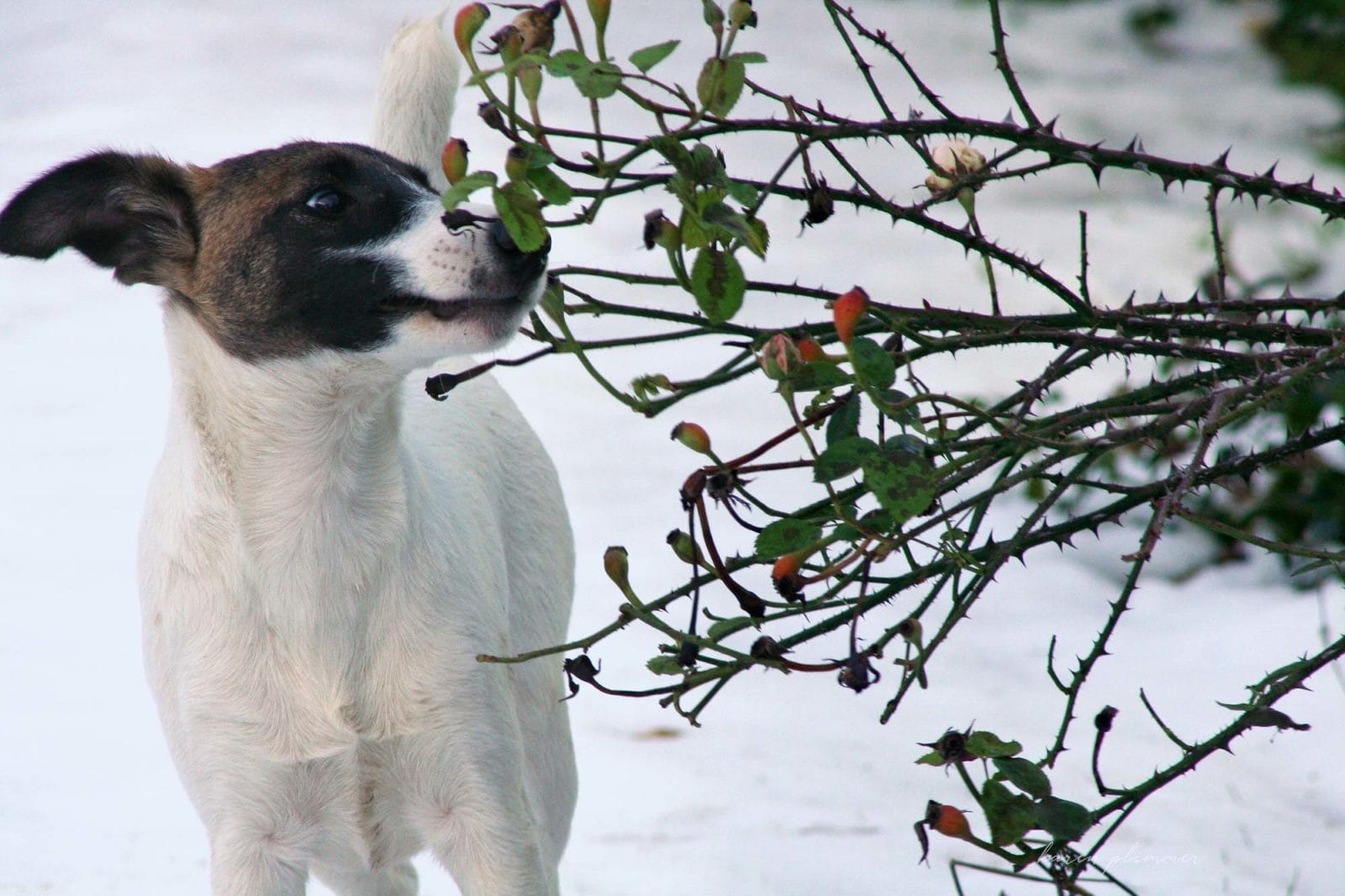 Alaska- smooth fox terrier sniffing rosebuds