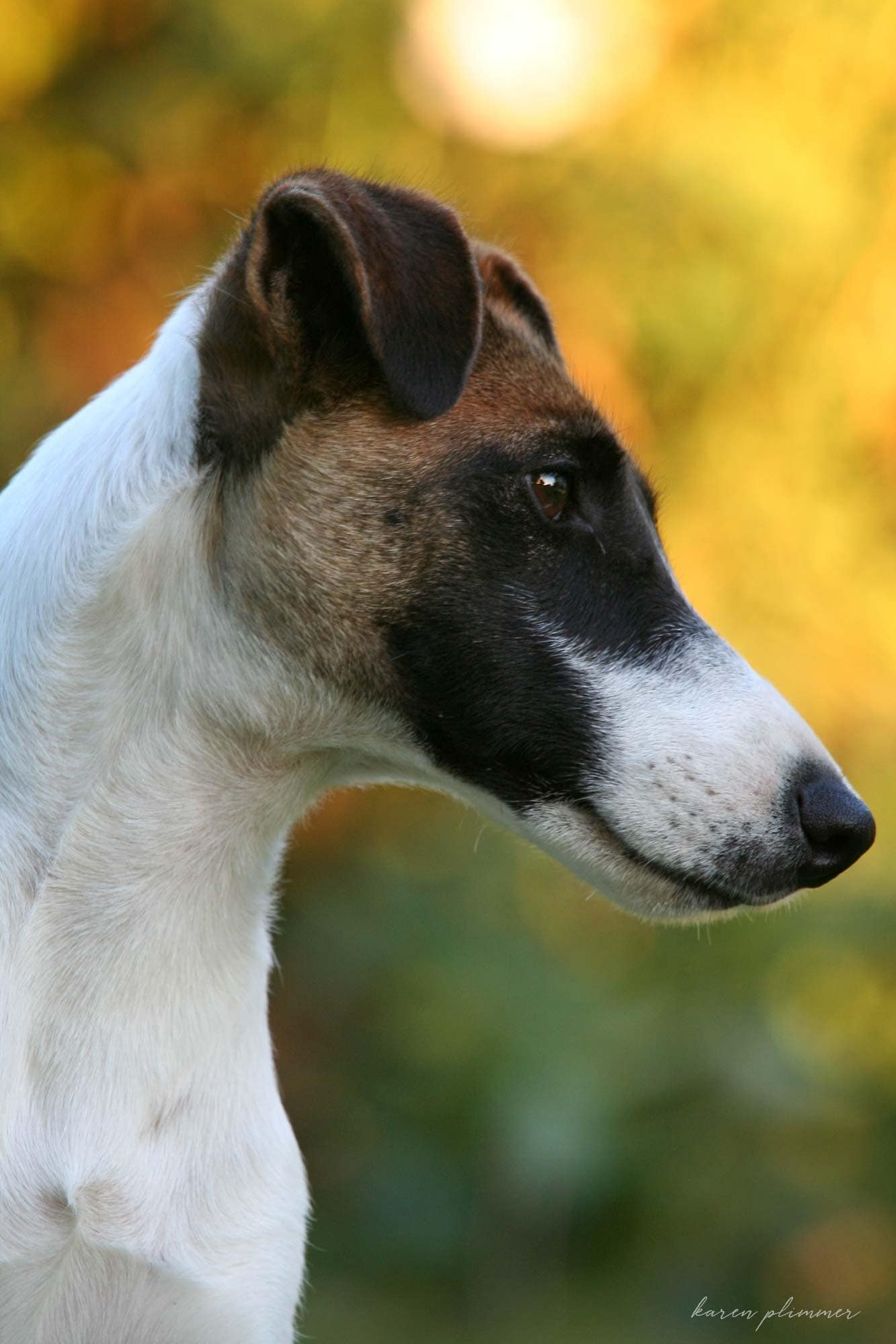 Alaska-tan-and-white-smooth-fox-terrier-portrait
