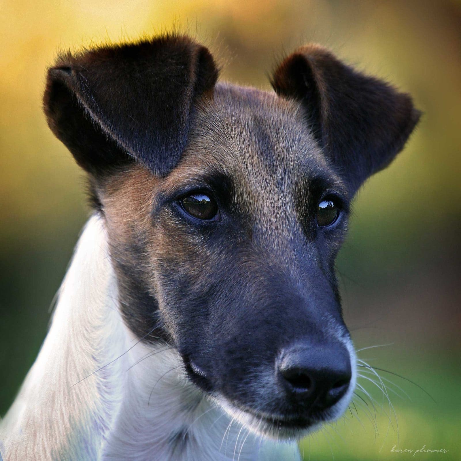Boris- smooth fox terrier portrait