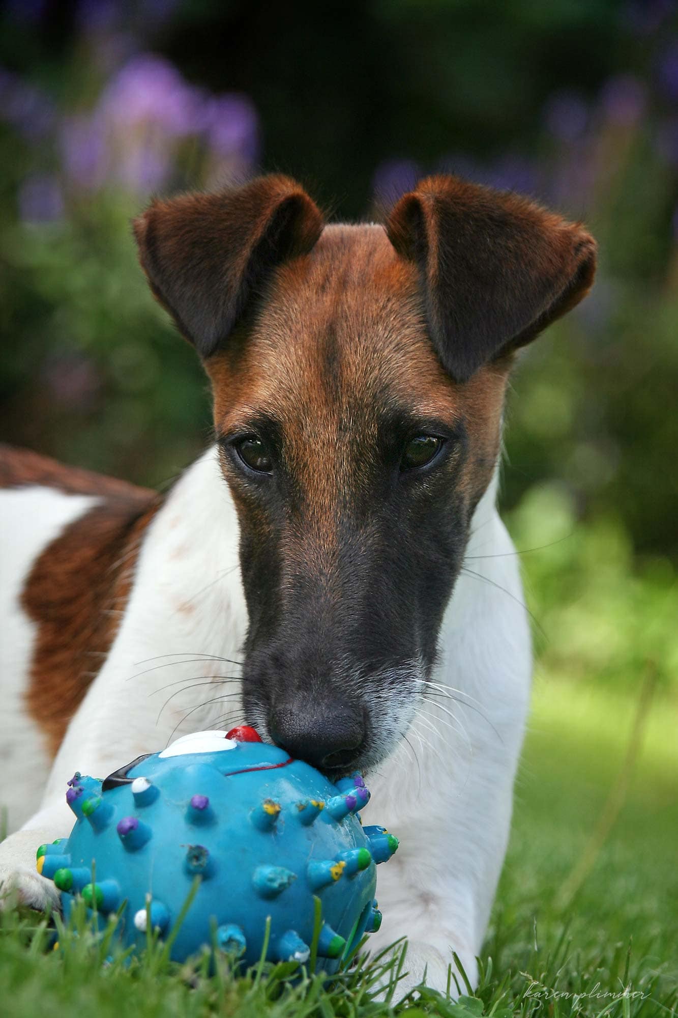 Boris- fox terrier with knobbly blue toy