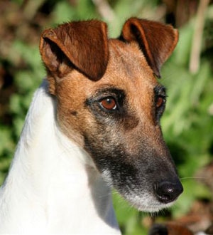 Bree-Tan-and-white-smooth-fox-terrier-portrait