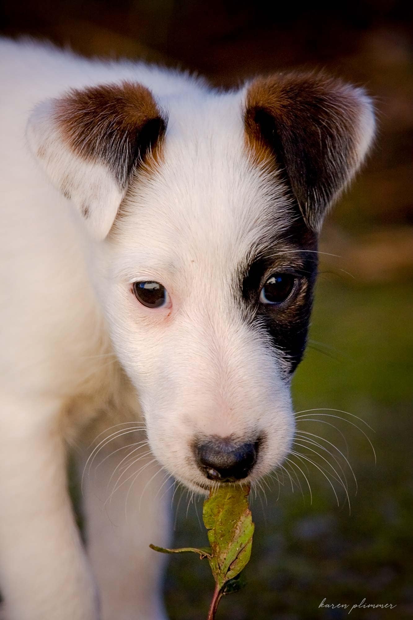 Frosty- smooth fox terrier baby puppy with leaf in mouth
