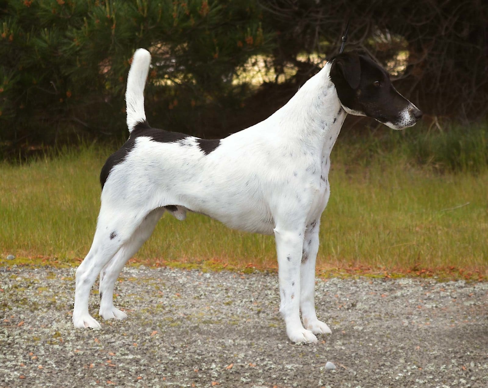 Kona-black and white fox terrier in show stance