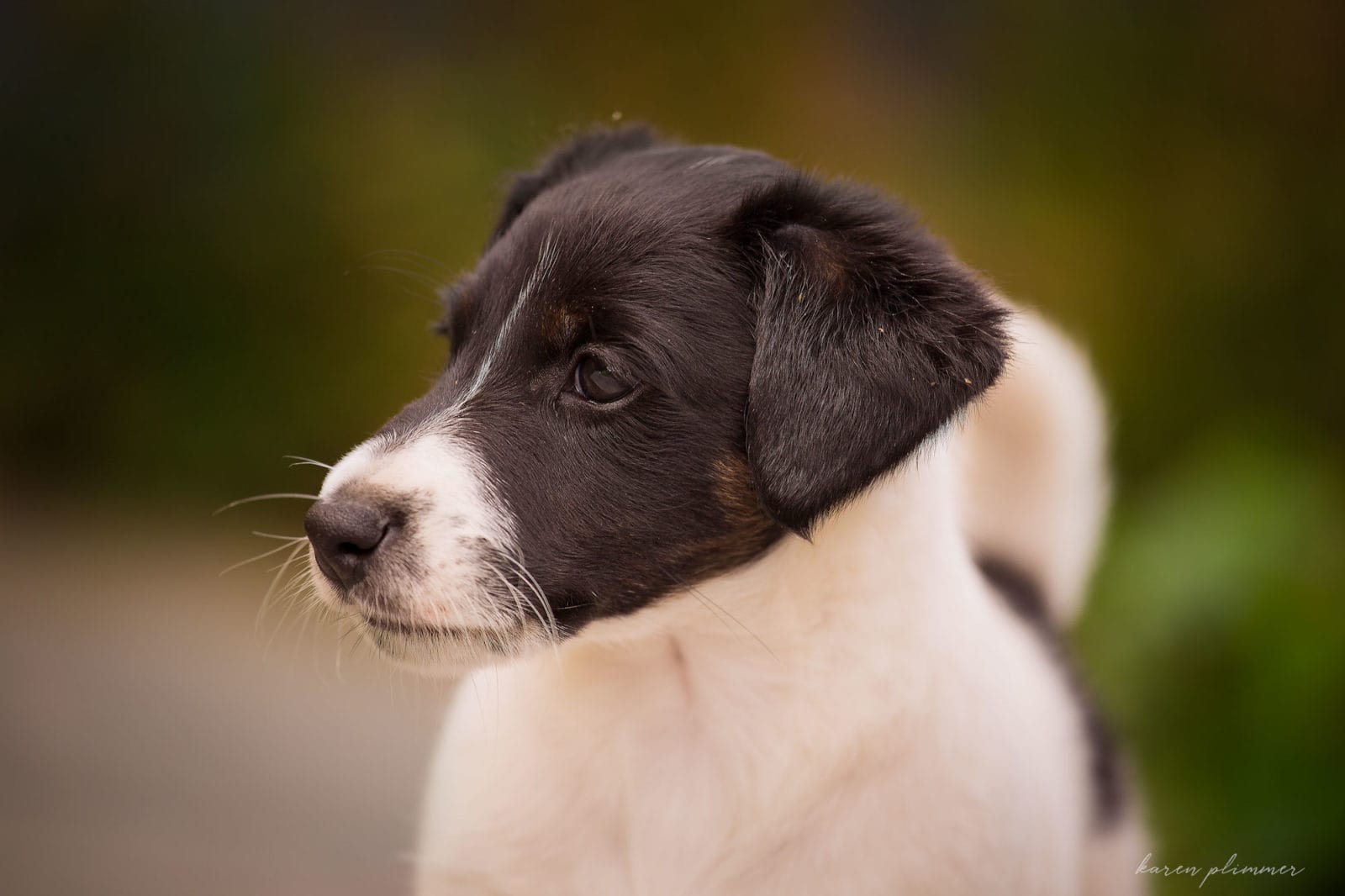 Kona - black and white fox terrier baby puppy portrait
