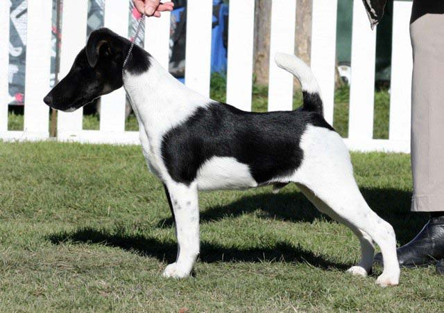 Luca as puppy in the show ring