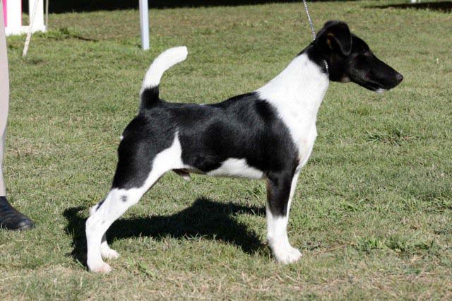 Luca- black and white smooth fox terrier in show stance