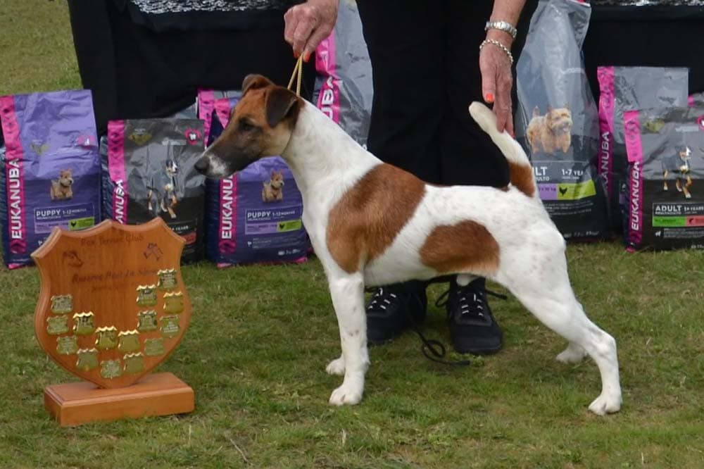 Tyler- tan and white smooth fox terrier with trophy