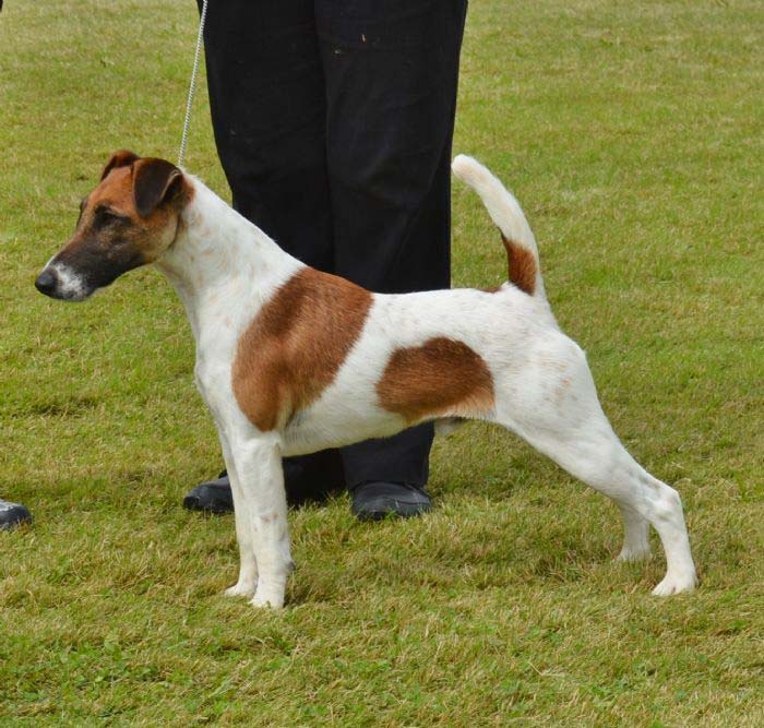 tyler- tan and white fox terrier in show stance