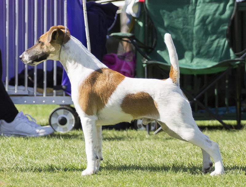 Tyler- tan and white smooth fox terrier at dog show