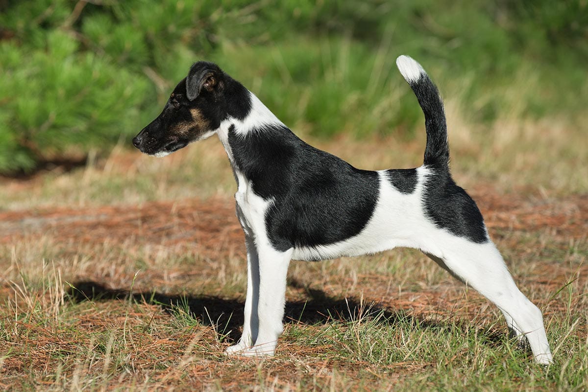 Raven - smooth fox terrier puppy in show pose